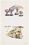 JOHN CAGE The Mushroom Book.